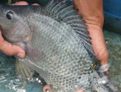 Mengenal Keunggulan Ikan Nila Monoseks dan Cara Budidayanya