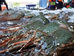 KKP dan Pemkab Lotim Sepakat Bangun Sentra Industri Budidaya Lobster Nasional