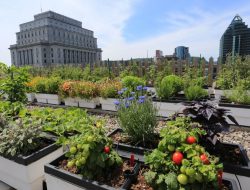 Ingin Berkebun di Rooftop? Berikut  5 Hal Penting yang Harus Kamu Perhatikan