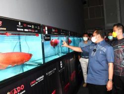 Hadiri Arowana Exhibition, Ketua MPR Bamsoet Kagum dengan Ikan Hias Asli Indonesia