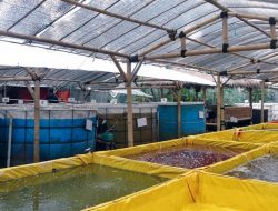 Dosen UGM Beberkan 3 Langkah Jitu untuk Mengelola Limbah Budidaya Ikan
