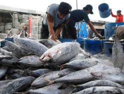 Mau Jadi Eksportir Ikan Laut? Pahami Dulu Hal-hal Berikut Ini