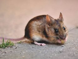 Unik! Peternak Tikus di Thailand Beromset Rp34 Juta Perbulan