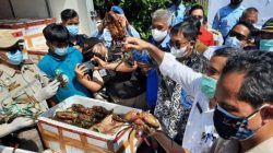 UMKM Asal Balikpapan Ekspor 7 Ton Kepiting Bakau ke Pasar Tiongkok