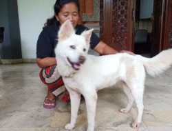 Anjing Kintamani, Anjing Trah Dunia yang Ada Sejak 3000 Tahun Lalu di Bali
