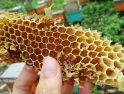 Perempuan Inspiratif! Berdayakan Peternak Lebah Madu dan Berhasil Ekspor Madu Lokal