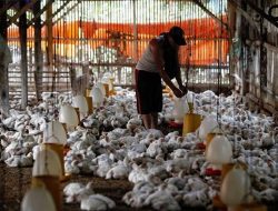 Ketua Gerbang Tani Kalbar: Harga Jual Ayam Turun, Harga Pakan Naik Jadinya Rugi