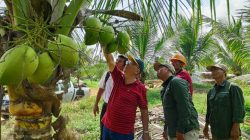 kelapa