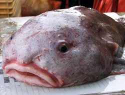 Sederet Fakta Unik Blobfish, Ikan Terjelek yang Mirip Seperti Jelly