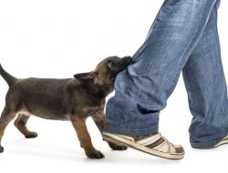 3 Hal Memahami Mengapa Anjing Menggigit dan Cara Menghentikannya