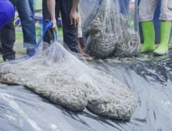 Percontohan Klaster Tambak di Cianjur Hasilkan Udang Berkualitas Ekspor