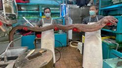 Belut raksasa di pasar makanan Hongkong