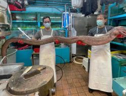 Belut Raksasa Sepanjang 12 Kaki Dijual di Pasar Makanan Laut Hongkong