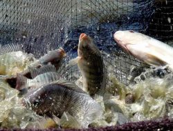 Ini Penjelasan Kenapa Ikan Nila yang Stres Bisa Jadi Kerdil dan Tidak Bertelur