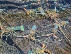 Pemerintah Dinilai Masih Minim Strategi untuk Kembangkan Lobster di Tanah Air
