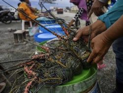 Lagi Musim, Hasil Tangkapan Lobster Tingkatkan Pendapatan Nelayan Lebak