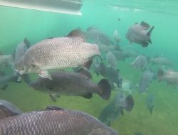 Pembudidaya Benih Ikan di Riau Dapat Bantuan Calon Induk Ikan Kakap Putih