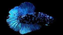 Cupang Avatar Blue Black Light