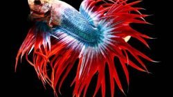 Cupang Crown Tail
