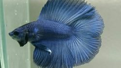 Cupang Doube Tail