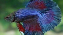 Cupang Halfmoon