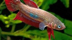 Cupang snakehead