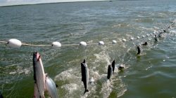 Gill net
