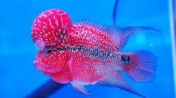 Ikan Louhan