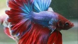 Ikan cupang