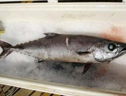 Sederet Manfaat Ikan Gindara untuk Tubuh, Cocok untuk Pejuang Diet