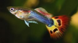 Ikan guppy