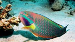 Ikan kakatua