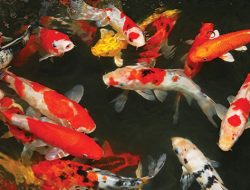 Tahapan Budidaya untuk Menghasilkan Ikan Koi Berkualitas, Pemula Wajib Coba