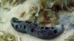 Kotoran teripang atau timun laut