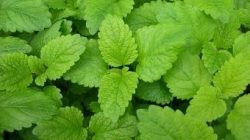 Lemon balm