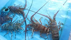 Lobster yang hidup di perairan Indonesia