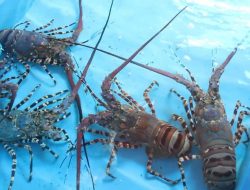 Mengenal 7 Jenis Lobster di Perairan Indonesia dan Penjelasan Budidayanya