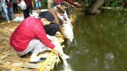 Mas Ipin menebar benih ikan tawes di embung Desa Sukorejo, Kecamatan Gandusari, Trenggalek (sumber: Tribun News).