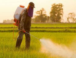 Sepertiga Lahan Pertanian Global Berisiko Tinggi Kena Polusi Pestisida