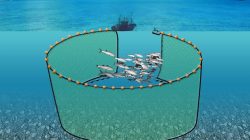 Purse seine