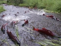 Hasil Studi: Budidaya Telah Membuat Keragaman Genetik Salmon Menurun