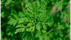 artemisia