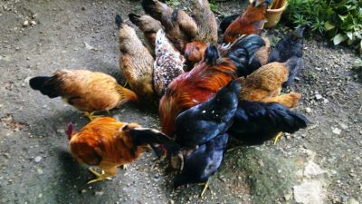 Budidaya ayam kampung