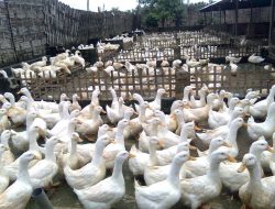 Beternak Bebek Peking Punya Peluang Besar, Cepat Panen dan Kembali Modal
