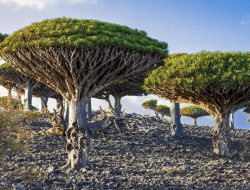Kepulauan Socotra, Destinasi Crazy Rich yang Melancong Demi ‘Pohon Berdarah’