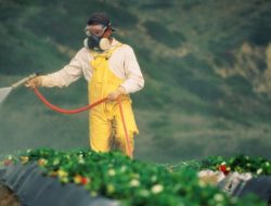 Ini Dia, Sayur dan Buah yang Paling Banyak Mengandung Residu Pestisida