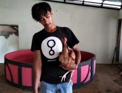 Ayam Dihargai Rp130 Juta, Pemilik Enggan Melepasnya 