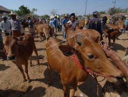 Sulteng Penuhi Daging Sapi Sendiri, Andalkan Peternak Sapi Lokal 