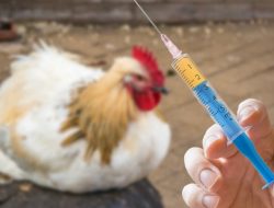 Penyalahgunaan Antibiotik pada Ternak Sebabkan Munculnya Bakteri Berbahaya bagi Manusia 