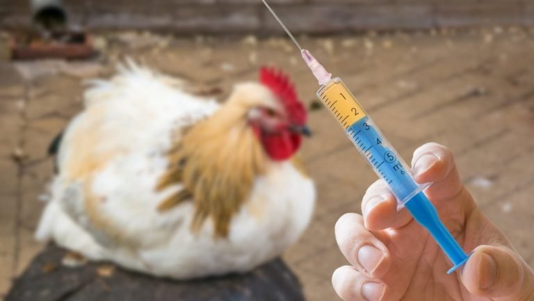 Rahasia Antibiotik Jitu Atasi Pneumonia Sapi Perah!